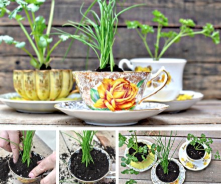 Tea cups become an herb garden